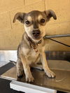 adoptable Dog in  named A161642