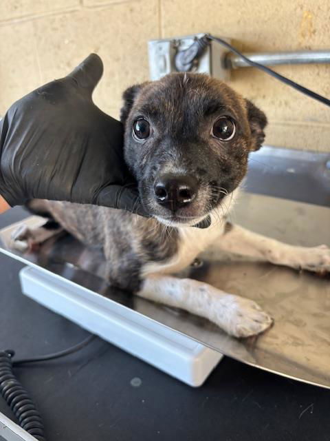 adoptable Dog in Bakersfield, CA named A161651