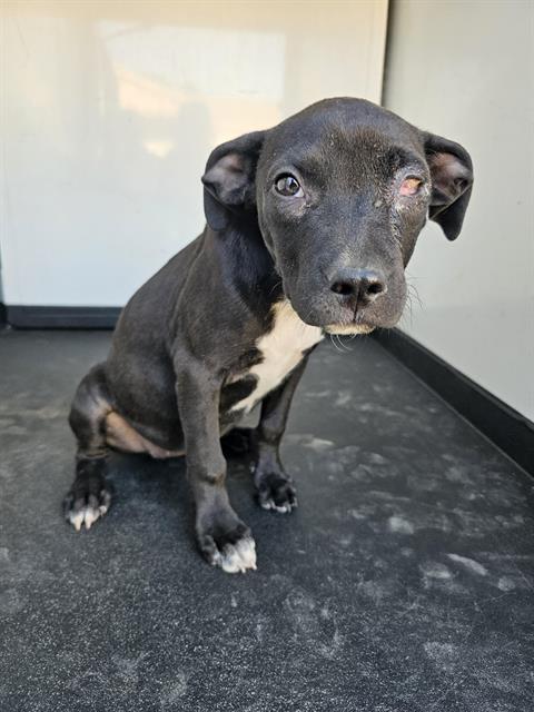 adoptable Dog in Bakersfield, CA named A161753