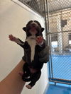 adoptable Dog in Bakersfield, CA named A160804