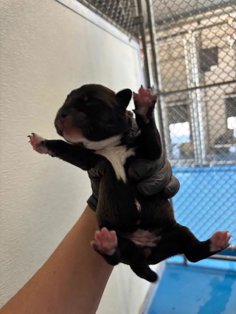 adoptable Dog in Bakersfield, CA named A160805