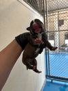 adoptable Dog in Bakersfield, CA named A160806