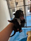 adoptable Dog in Bakersfield, CA named A160807