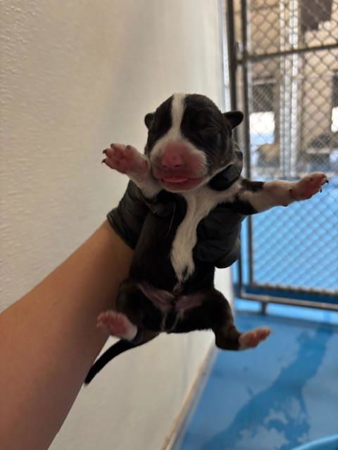 adoptable Dog in Bakersfield, CA named A160808