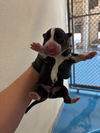 adoptable Dog in Bakersfield, CA named A160808