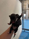 adoptable Dog in Bakersfield, CA named A160809