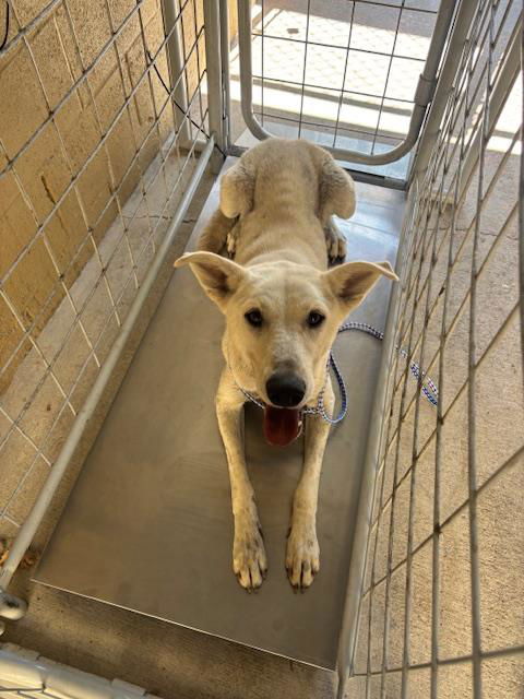 adoptable Dog in Bakersfield, CA named SKIPPY