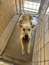 adoptable Dog in  named SKIPPY