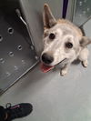 adoptable Dog in  named A161814