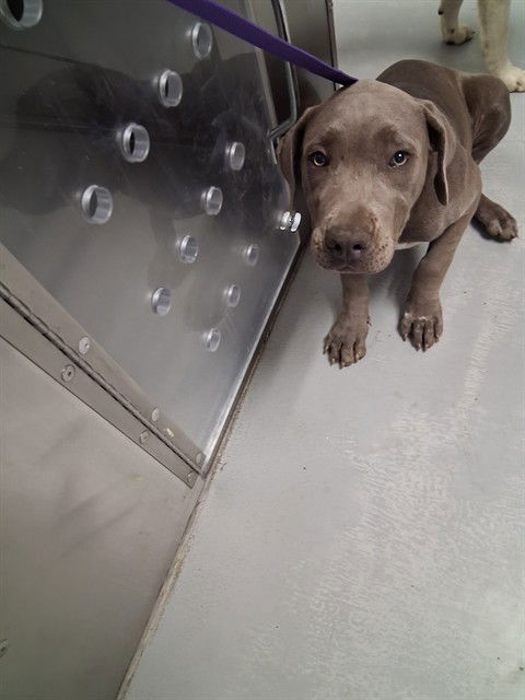 adoptable Dog in Bakersfield, CA named A161815