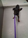 adoptable Dog in Bakersfield, CA named JAMESON