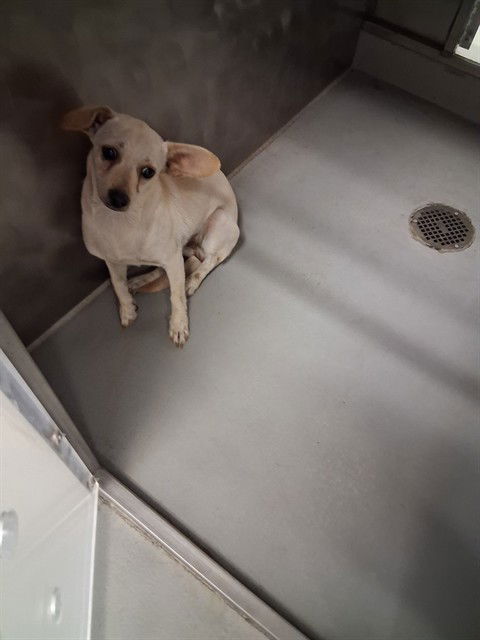 adoptable Dog in Bakersfield, CA named TITOS