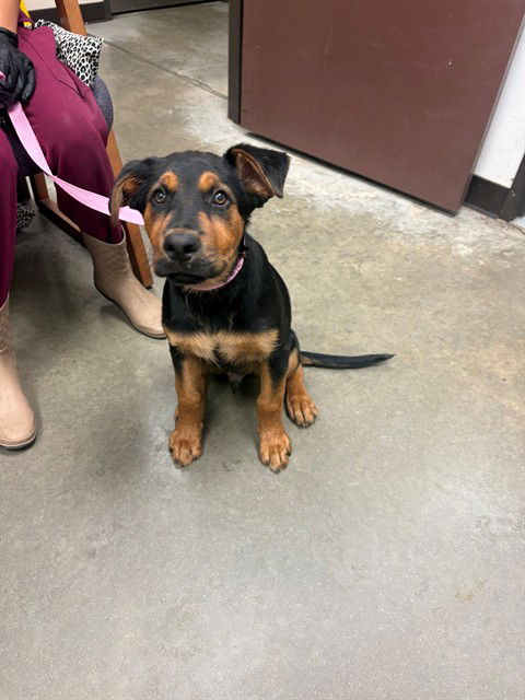 adoptable Dog in Bakersfield, CA named SIMON
