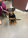 adoptable Dog in Bakersfield, CA named SIMON