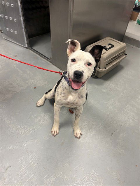 adoptable Dog in Bakersfield, CA named SINDI