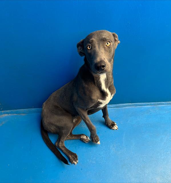 adoptable Dog in Bakersfield, CA named LILY