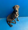 adoptable Dog in  named LILY