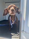adoptable Dog in  named A161746