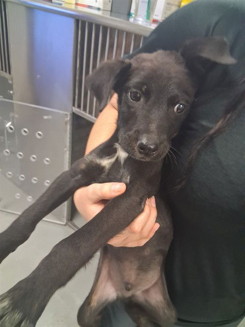 adoptable Dog in Bakersfield, CA named A161886