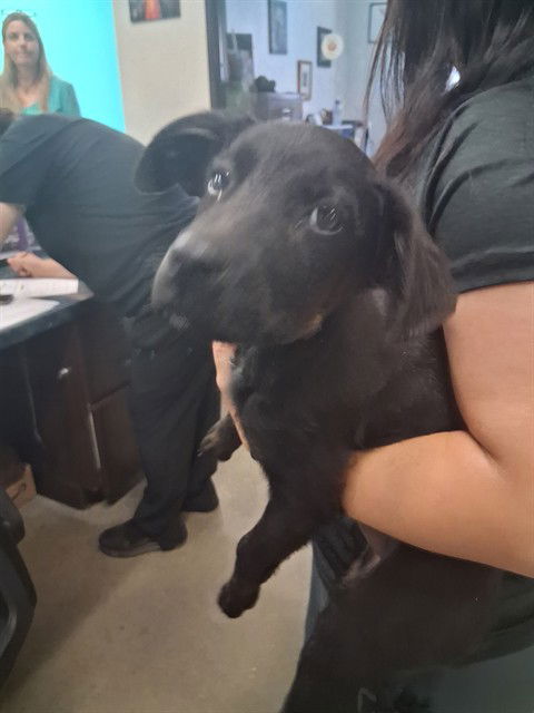 adoptable Dog in Bakersfield, CA named A161887