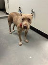 adoptable Dog in  named PRETTY GIRL