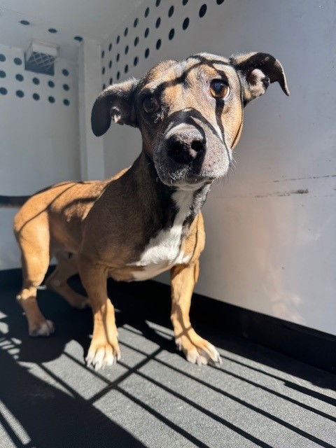 adoptable Dog in Bakersfield, CA named RIZZO