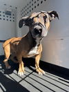 adoptable Dog in  named RIZZO
