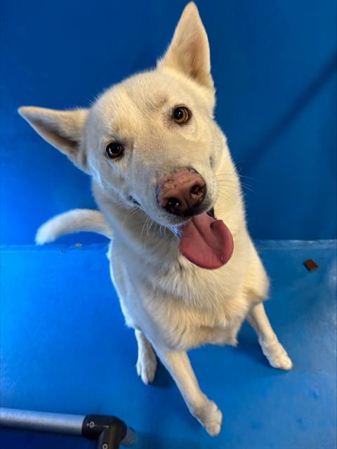 adoptable Dog in Bakersfield, CA named RONCO