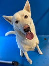 adoptable Dog in  named RONCO