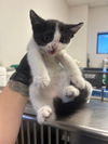adoptable Cat in Bakersfield, CA named ISABEL