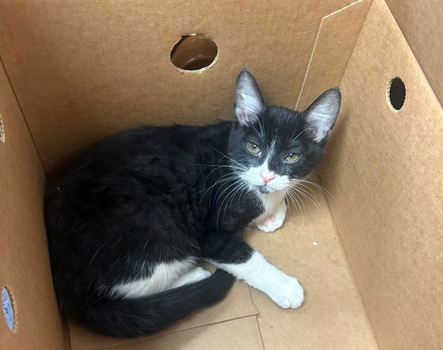 adoptable Cat in Bakersfield, CA named A160019