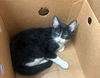 adoptable Cat in Bakersfield, CA named A160019