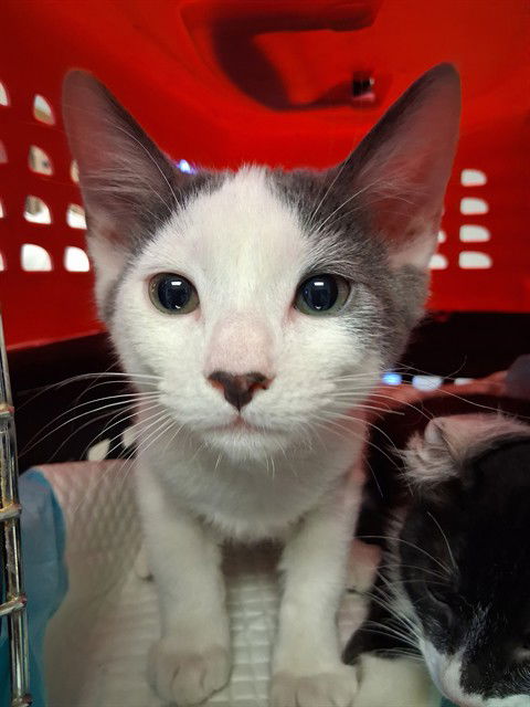 adoptable Cat in Bakersfield, CA named A160020