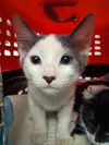 adoptable Cat in Bakersfield, CA named A160020