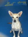 adoptable Dog in  named A161922