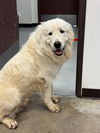 adoptable Dog in  named ROCKY