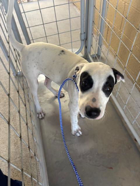 adoptable Dog in Bakersfield, CA named A161939