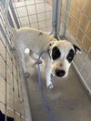adoptable Dog in Bakersfield, CA named A161939