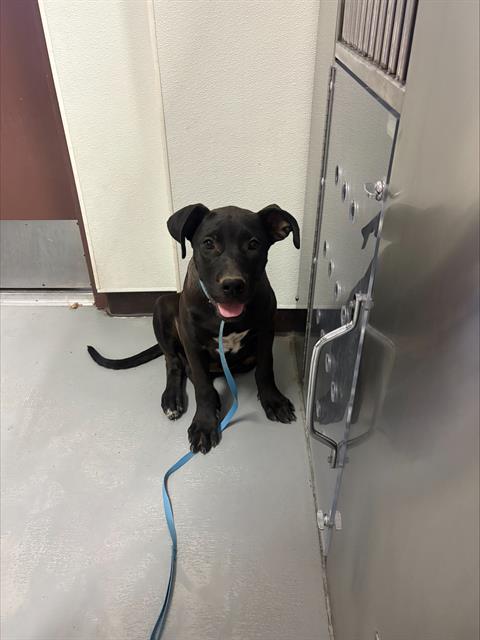 adoptable Dog in Bakersfield, CA named A161953