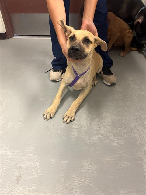adoptable Dog in Bakersfield, CA named A161954