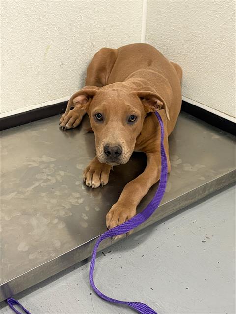 adoptable Dog in Bakersfield, CA named A161955