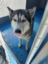 adoptable Dog in  named ELVIRA