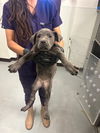adoptable Dog in  named A161984