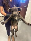 adoptable Dog in  named A161985