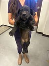 adoptable Dog in  named A161986