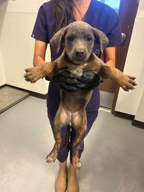 adoptable Dog in Bakersfield, CA named A161987