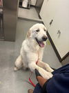 adoptable Dog in  named ANCHOR