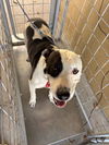 adoptable Dog in  named TOBES