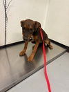 adoptable Dog in  named A162068
