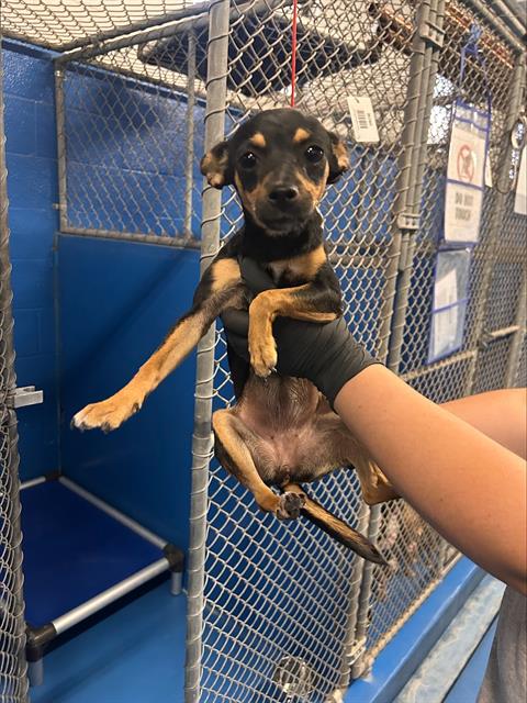 adoptable Dog in Bakersfield, CA named A162079